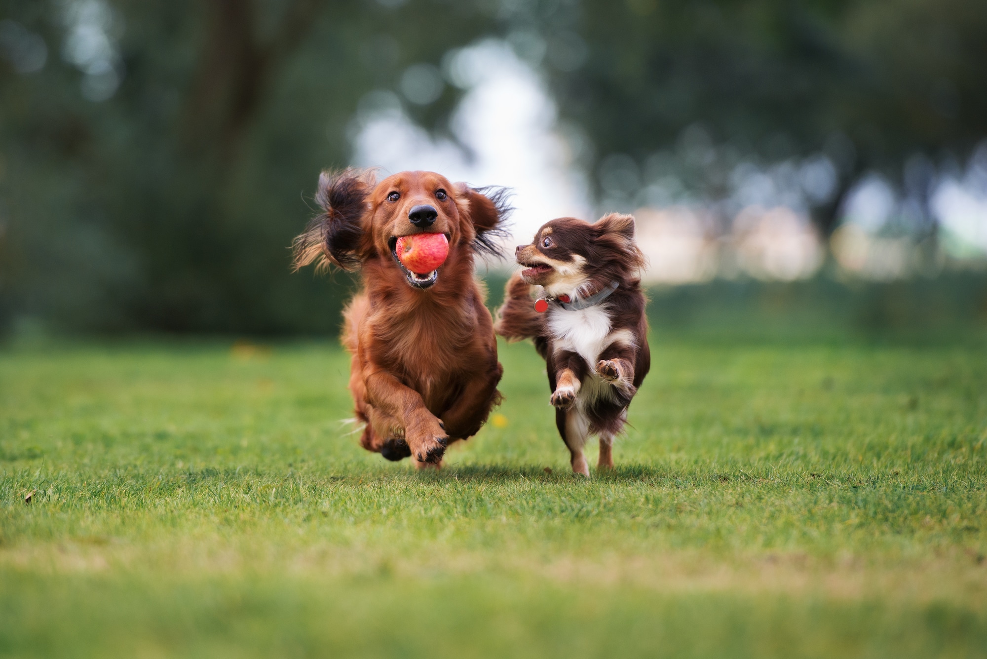 two small dogs playing outdoors together in summer